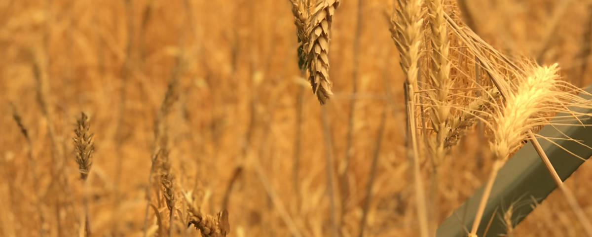 Limagrain Indoor Barley en Colorado